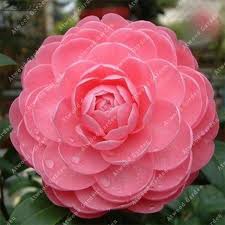 Pin On Flower Seeds Bonsai Seeds