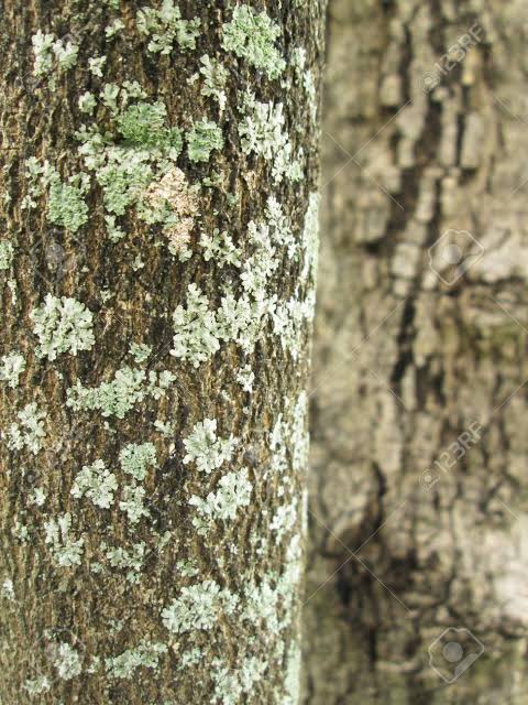 Resultado de imagen de liquenes en arboles"