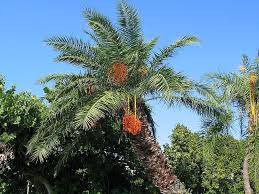 palm tree palmeras palma de cera palmas