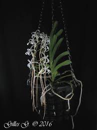 Image result for Ypsilopus