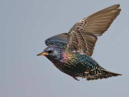 Birds On The Bat Twitter Rajeev Tyagi On Starling Bird Photography Delhi India