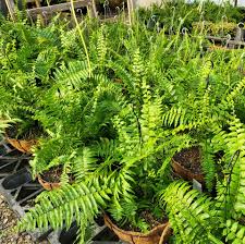 Profile for Lawrence's Garden