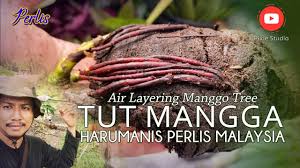 Buahnya yang lezat dan bergizi sering menjadi favorit bagi banyak orang. Hasil Cara Tut Pokok Mangga Air Layering Manggo Tree Youtube