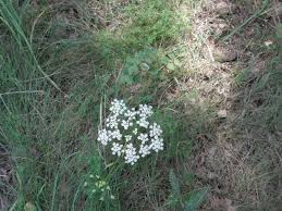 Image result for Pimpinella buchananii