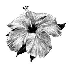 Book bunga raya island resort, pulau gaya on tripadvisor: Hibiscus Flower Stock Vector Illustration Of Beauty 119619456