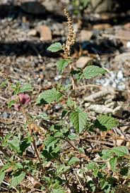 Image result for Amaranthus deflexus