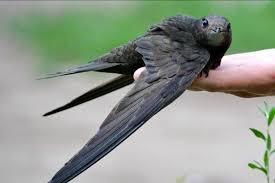 Результат пошуку зображень за запитом "стриж"