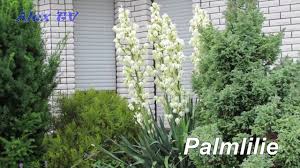 Kubelpflanzen mediterranes flair pdf free download. Pflanzen Die Viel Sonne Vertragen Und Winterhart Sind Palmlilie Youtube