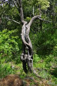 Image result for Terminalia randii