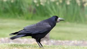 Saat (seed) +‎ krähe (crow). Die Krahe Der Naturliche Wecker Der Stadter Tageswoche