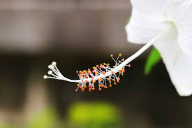 Image result for Hibiscus kirkii