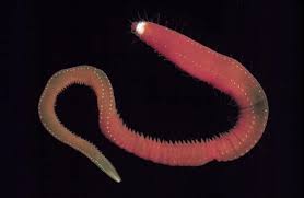 Image result for Polychaeta spp.