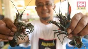 Berikut ini adalah beberapa jenis lobster air tawar yang terkenal yaitu Ternak Udang Kara Demi Anak Masuk Tahfiz