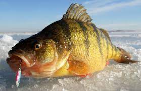Sd Dry Lake Jumbo Perch Walleye