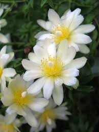 Image result for Pereskia aculeata