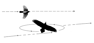 Birds That Don T Fly Well Bird Id Skills Behavior Flight Patterns Identifying Birds Black Bird