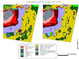 Image result for Spermacoce sphaerostigma