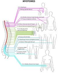 Dont Forget To Test Myotomes Chkd Sports Medicine Blog