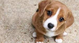 Search free anjing wallpapers on zedge and personalize your phone to suit you. Kopek Google Arama Anjing Peliharaan Anjing Gambar Anjing