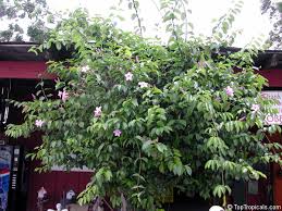 Image result for Wahlenbergia madagascariensis