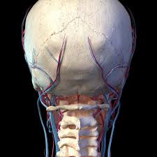 The common carotid arteries and subclavian arteries supply the head and neck. Occipital Artery Anatomy Function And Significance