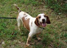 Bagle hound information and pictures. All About The Basset Hound Beagle Mix Facts Information