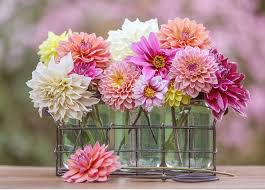 Helping gardeners in zone 5b (west suburban chicago area) for over 30 years! The 15 Best Flowers For A Cut Flower Garden Purewow