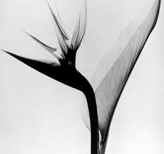 Birds Of Prey Flower While Looking Thru Some Old Files Today Came Across These Remnants From My Decade Bird Of Paradise Tattoo Birds Of Paradise Flower Birds Of Paradise