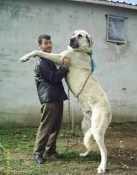 Boerboel is definitely one of the strongest dogs which makes them a perfect guarding dog breed. The Anatolian Shepherd Sivas Kangal Album On Imgur