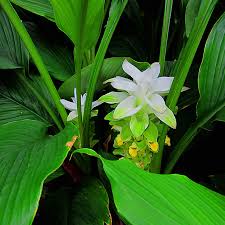 Image result for Curcuma longa
