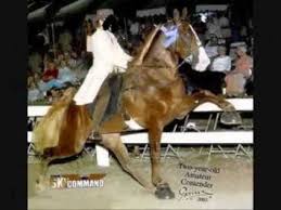 Tennessee walking tier 4 certificate was last available in the purebreeders society in december 2020. Die Qualen Des Tennessee Walking Horse Youtube