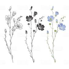 Nach einigen jahren im rock`n`roll tattoo und dem anschliessenden yamatattooing, zog ich nach zürich und gründete dort 2012 mein eigenes atelier vergiss mein nicht tattoo. Pin Von Kitty Gruber Auf Kreativ Tattoo Vergissmeinnicht Kleine Blume Tatowierungen Blumenzeichnung