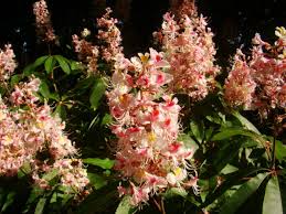 Check spelling or type a new query. Aesculus Indica Indian Horse Chestnut Flowering Tree Plant Garden Fruit Jurassicplants Nurseries