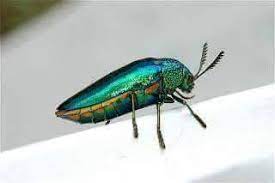 images?q=tbn:ANd9GcSFMVn69-h4741qGUWrNEF