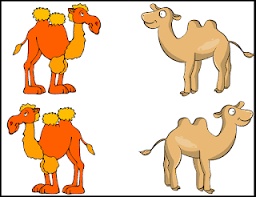 Perhaps this is where the misunderstanding arises that camels store water in. Kidfrugal For The Love Of Camels And Rebekah