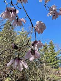 Image result for Magnolia sargentiana