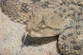 Persian Horned Viper Poisonous Snakes Pit Viper Snake