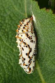 Http Upload Wikimedia Org Wikipedia Commons 0 07 Melitaea Trivia Pupa 02 Hs Jpg Moth Trivia Insects