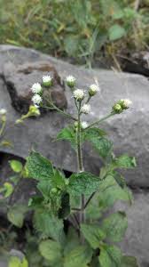 Maybe you would like to learn more about one of these? Bandotan Wikipedia Bahasa Indonesia Ensiklopedia Bebas