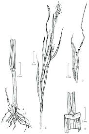 Image result for Andropogon gayanus