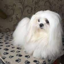 pin von geertje auf dieren malteser lange haare haare