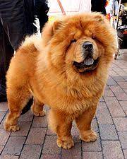 A deep muzzle and broad head set off by a ruff, small triangular ears, a smooth or rough double. Chow Chow Wikipedia