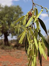 Image result for Ventilago