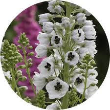 Jan 28, 2021 · we may not arrive at our port within a calculable period, but we would preserve the true course. 48 Types Of White Flowers Proflowers Blog