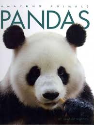 Pandas Panda Panda Bear Giant Panda