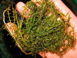 Image result for Hydrilla verticillata
