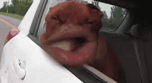 See a recent post on tumblr from @catchymemes about funny gifs. Funny Gif Icegif