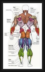 This chart shows the outermost layer, called the superficial layer, of our major muscles. Muscle Chart Front View Shefalitayal