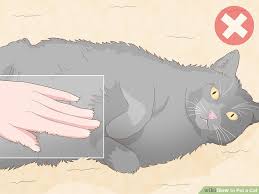 How To Pet A Cat 15 Steps With Pictures Wikihow