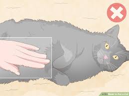 how to pet a cat 15 steps with pictures wikihow